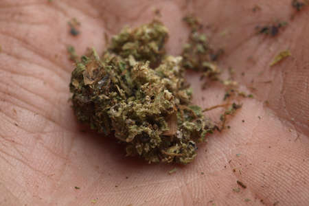 big cannabis cone christmas decoration. marijuana close up. hemp buds.