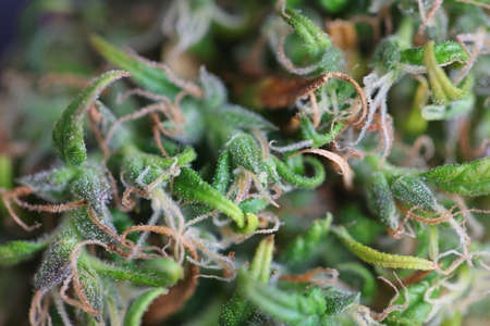 Medical marijuana. cannabis indica. cbd oil. hemp buds