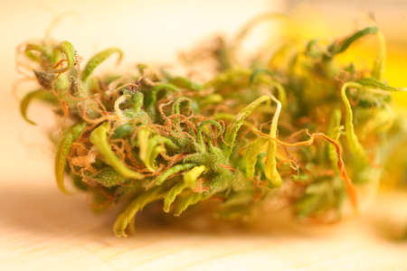 Medical marijuana. cannabis indica. cbd oil. hemp buds