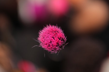 multi-colored makeup brushes in all sizesの写真素材