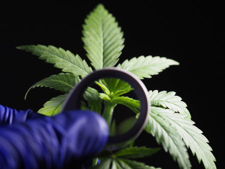 medical cannabis young plant resin under magnification. marijuana cultivationの写真素材