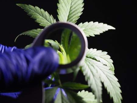 medical cannabis young plant resin under magnification. marijuana cultivationの写真素材