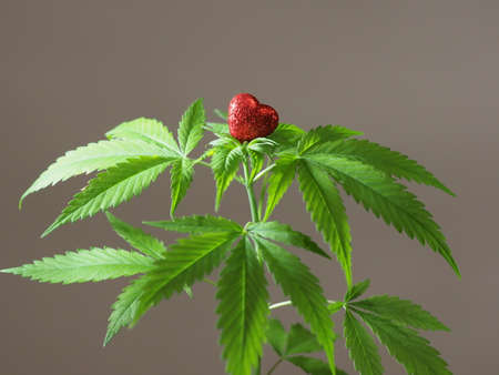 marijuana growing plant hemp red heart sign. cannabis loveの写真素材