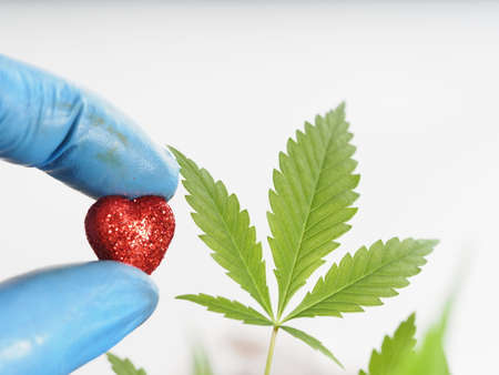 marijuana growing plant hemp red heart sign. cannabis love