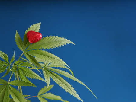 marijuana growing plant hemp red heart sign. cannabis loveの写真素材
