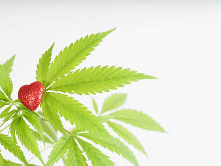 marijuana growing plant hemp red heart sign. cannabis love