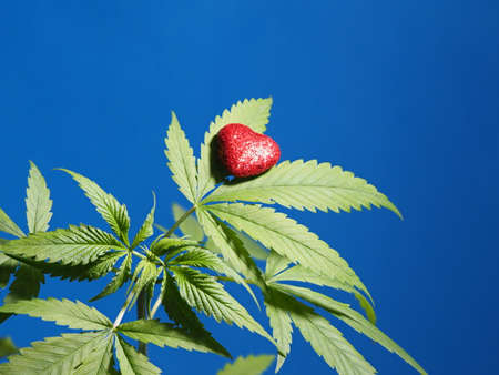 marijuana growing plant hemp red heart sign. cannabis loveの写真素材