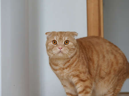 scottish fold red cat at homeの写真素材