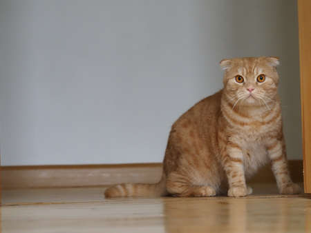 scottish fold red cat at homeの写真素材