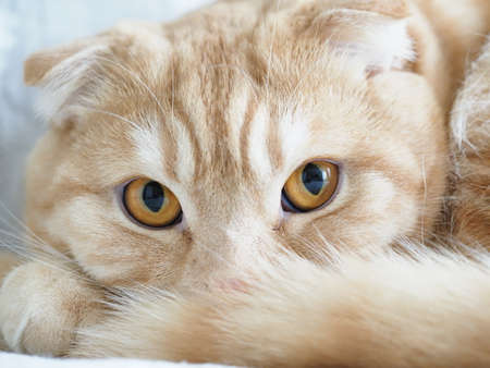 scottish fold red cat at homeの写真素材