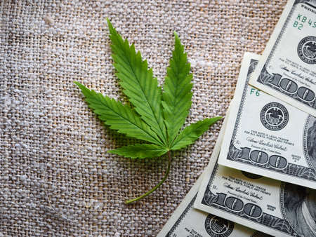 business hemp concept. cannabis cloth and dollars. marijuana leaf