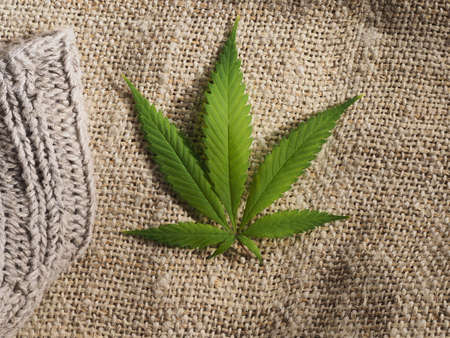 technical hemp sheet and fiberの写真素材