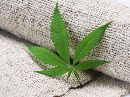 cannabis leaf and warm hemp clothing.の写真素材