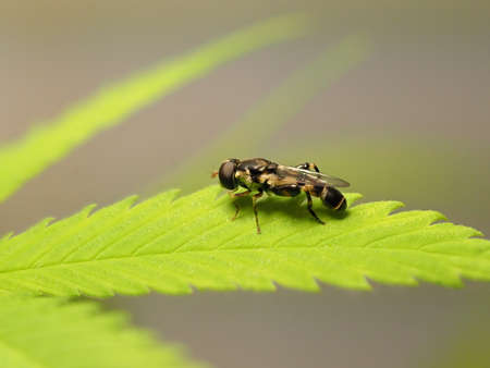 insect resting on a leaf of a cannabis plantの写真素材