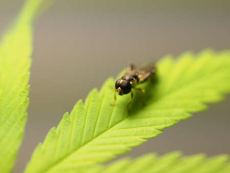 insect resting on a leaf of a cannabis plantの写真素材