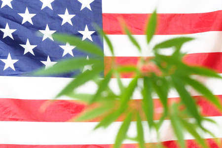 flag america cannabis plant. marijuana legalize