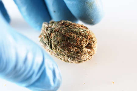 medical marijuana dry bud cannabis plantsの写真素材