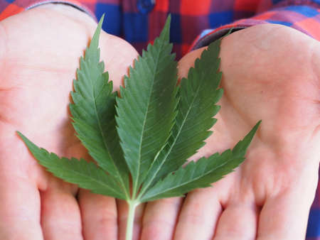 man's hand of a farmer holding a cannabis leaf