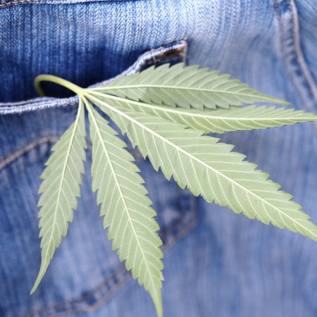 Industrial hemp leaf on jeans fabricの写真素材