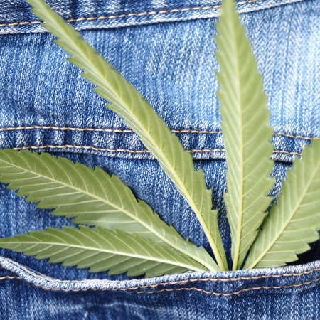 Industrial hemp leaf on jeans fabricの写真素材