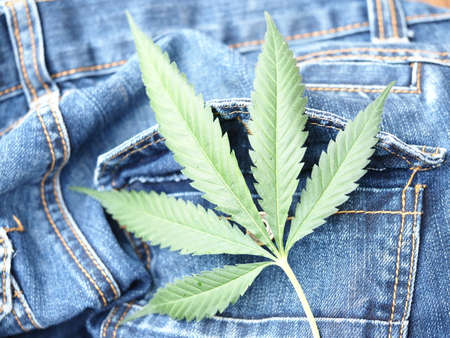 Industrial hemp leaf on jeans fabric