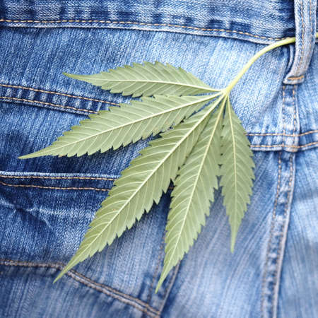 Industrial hemp leaf on jeans fabricの写真素材