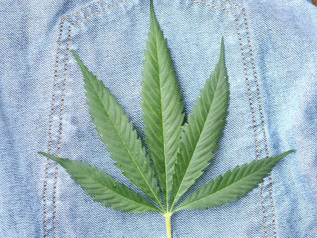Industrial hemp leaf on jeans fabric