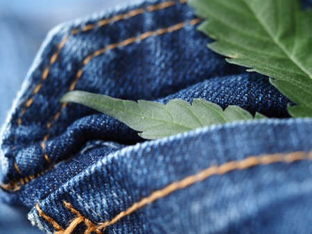 Industrial hemp leaf on jeans fabricの写真素材