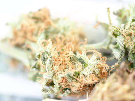 cannabis business concept money american dollars and medical marijuanaの写真素材