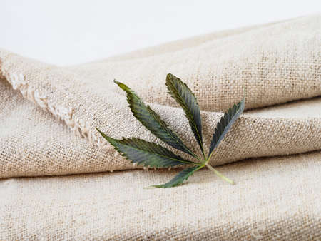 Fabric made from hemp . Cannabis fiber and leafの写真素材