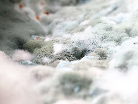 fungal mildew on a rotting watermelon close-upの写真素材