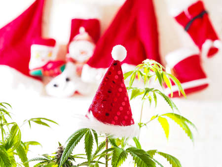 santa hat on hemp plant. christmas cannabis holiday.の写真素材