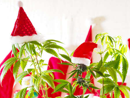 santa hat on hemp plant. christmas cannabis holiday. marijuana new yearOLYMPUS DIGITAL CAMERAの写真素材