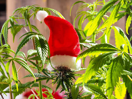 santa hat on hemp plant. christmas cannabis holiday. marijuana new yearOLYMPUS DIGITAL CAMERAの写真素材