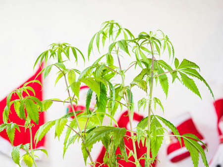 santa hat on hemp plant. christmas cannabis holiday. marijuana new yearOLYMPUS DIGITAL CAMERA