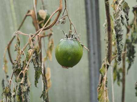 green tomatoes in the greenhouse on the branches rot in autumn infected with large and black rotの写真素材