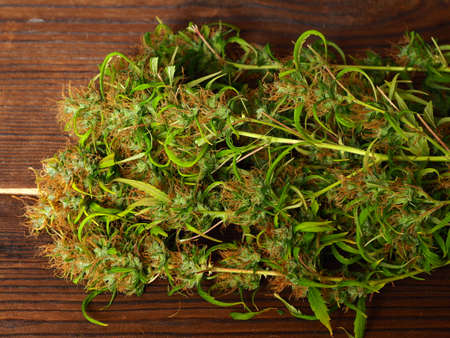 medical cannabis harvest plant fresh budsの写真素材