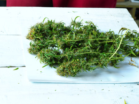 medical cannabis harvest plant fresh budsの写真素材