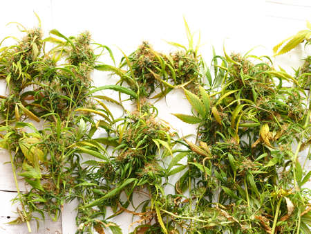 medical cannabis harvest plant fresh budsの写真素材