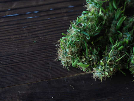 medical cannabis harvest plant fresh budsの写真素材