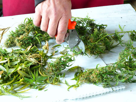medical cannabis harvest plant fresh buds