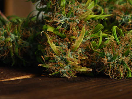 medical cannabis harvest plant fresh budsの写真素材