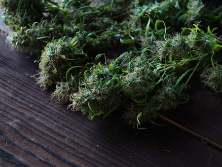 medical cannabis harvest plant fresh budsの写真素材