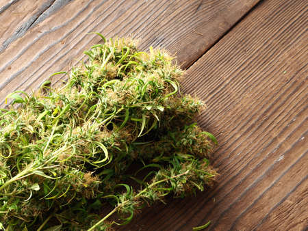 medical cannabis harvest plant fresh budsの写真素材