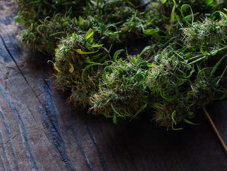 medical cannabis harvest plant fresh budsの写真素材