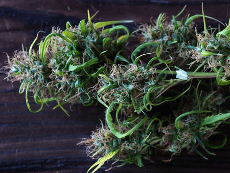 medical cannabis harvest plant fresh budsの写真素材