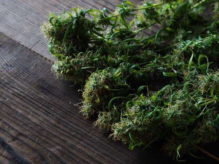 medical cannabis harvest plant fresh buds