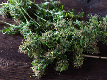 medical cannabis harvest plant fresh budsの写真素材