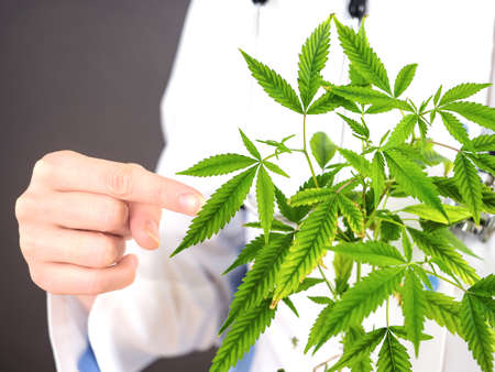 Medical marijuana cannabis weed in the hands of a woman scientist doctorの写真素材