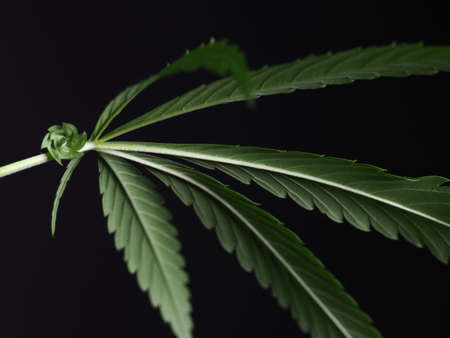 medical cannabis plant on flowering black background close upの写真素材